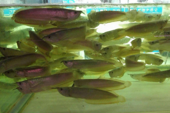 銀龍魚嘴巴爛了怎么辦，銀龍魚嘴部潰爛的處理方法