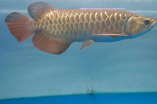 養(yǎng)銀龍魚(yú)丟人嗎