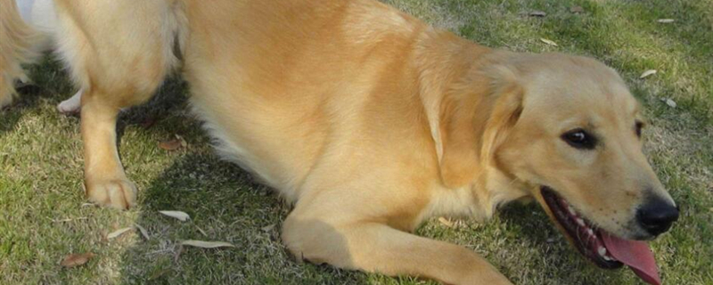 金毛犬一生認(rèn)幾個(gè)主人