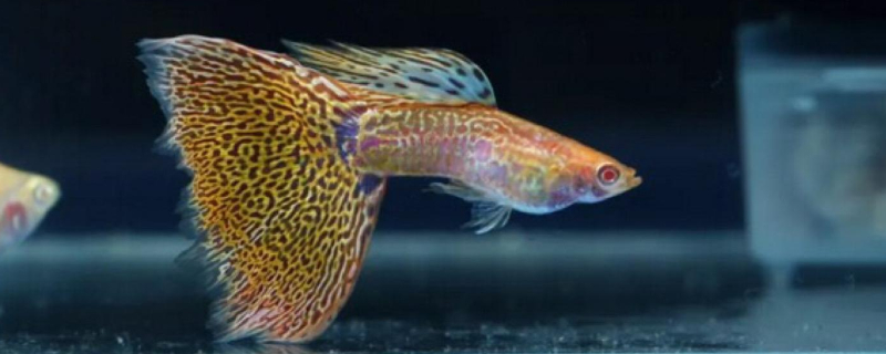 孔雀魚晚上沉底睡覺嗎
