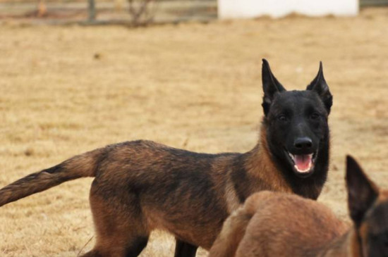馬犬怎么訓(xùn)練，訓(xùn)練馬犬的四個技巧