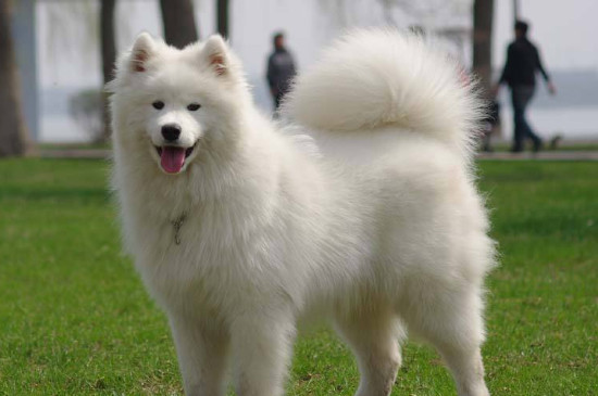 銀狐犬和薩摩的區(qū)別