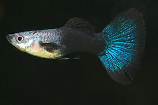 孔雀魚沉底不愛動(dòng)原因