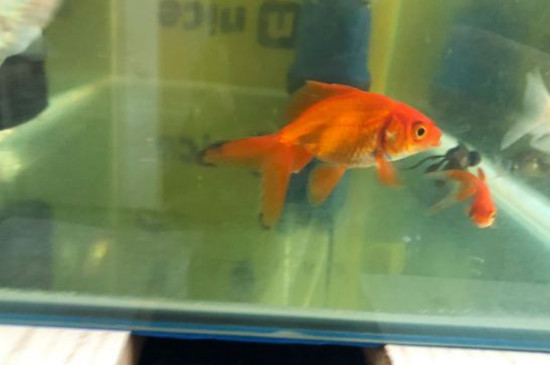 金魚用加熱棒的好處