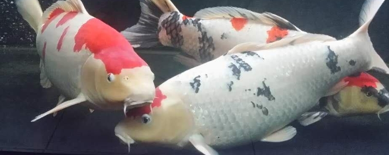 錦鯉甩籽后怎么處理魚缸