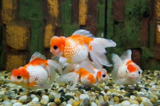 金魚炸鱗怎么治療最簡單的