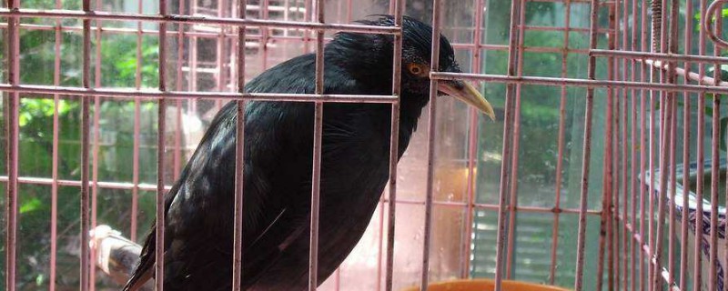 八哥鳥換毛順序