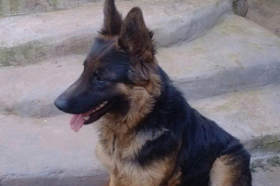 德國牧羊犬吃什么