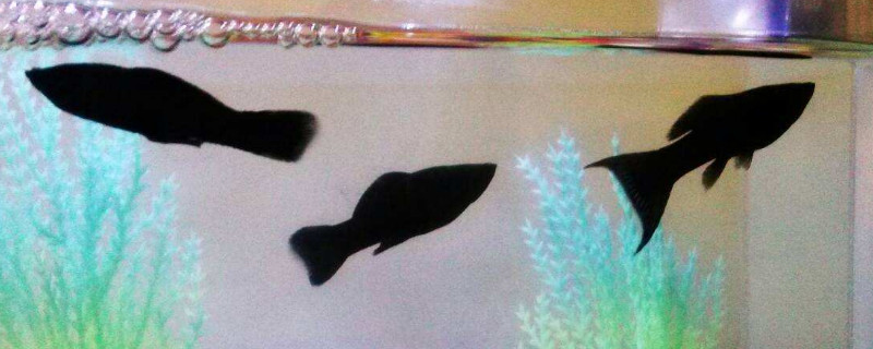 黑瑪麗魚(yú)怎么分公母