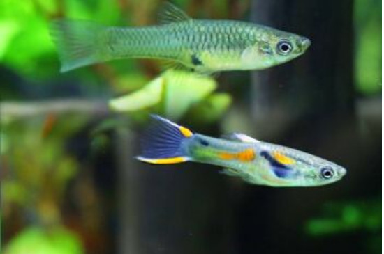 孔雀魚能吃葡萄嗎