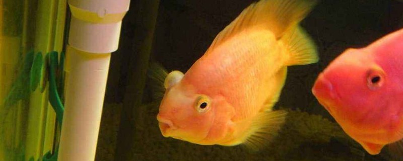 鸚鵡魚怎么養(yǎng)