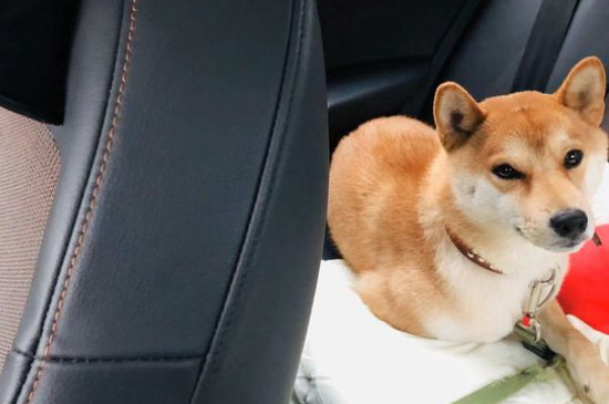 柴犬什么叫爆臉
