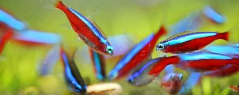 寶蓮燈魚的養(yǎng)殖方法和注意事項(xiàng)