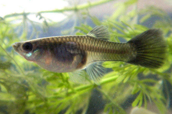孔雀魚是一次都生完嗎