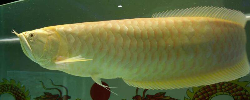金龍魚怎么看品相