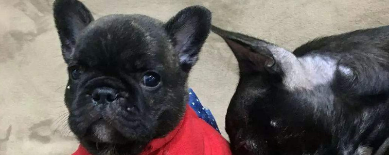 斗牛犬毛為什么是硬的