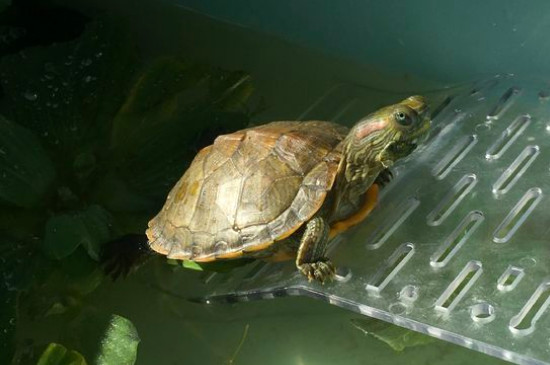 巴西龜多大能下蛋