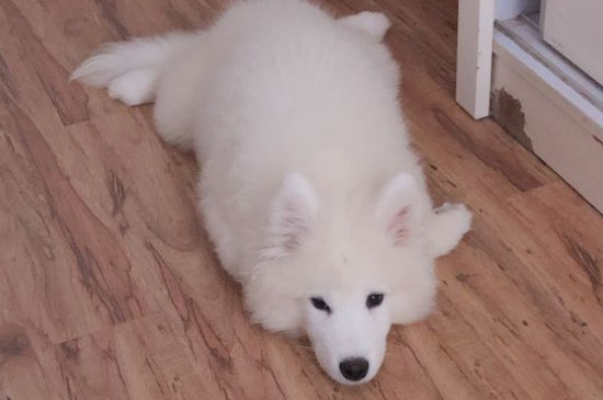 銀狐犬和薩摩耶哪個貴，養(yǎng)銀狐好還是薩摩