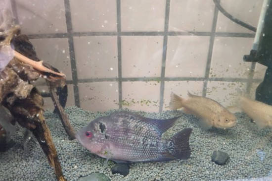 魚缸里有白色線蟲怎么辦