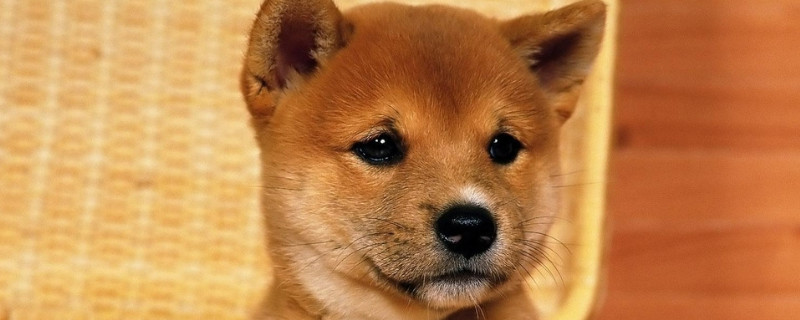 柴犬真的會保護(hù)主人么
