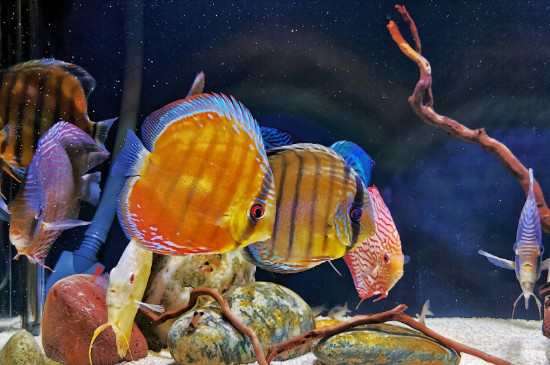 七彩神仙魚頭洞怎么治
