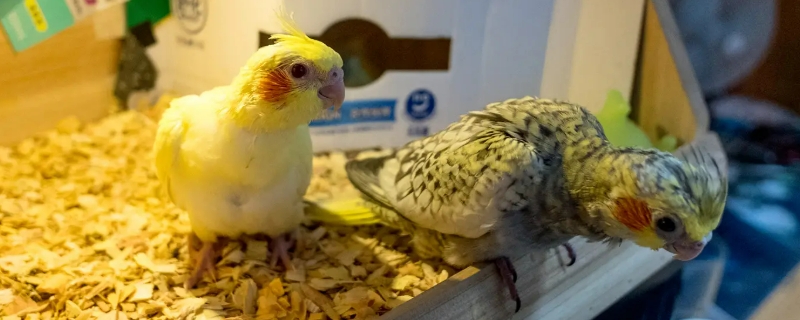 玄鳳鸚鵡一年繁殖幾窩