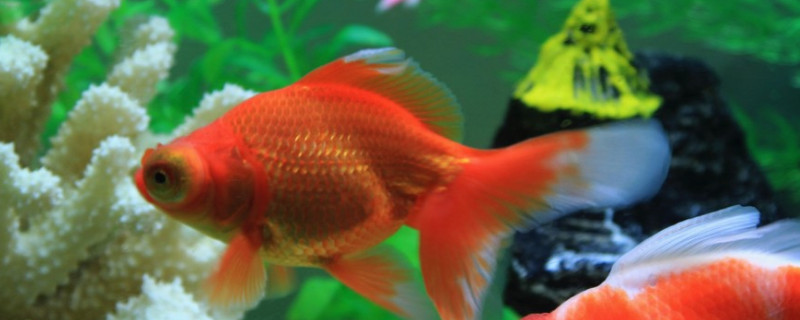 金魚(yú)出現(xiàn)趴底無(wú)精神怎么辦