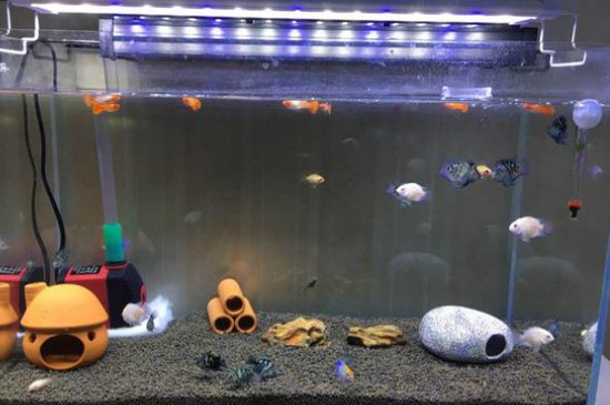 養(yǎng)什么魚容易爆缸