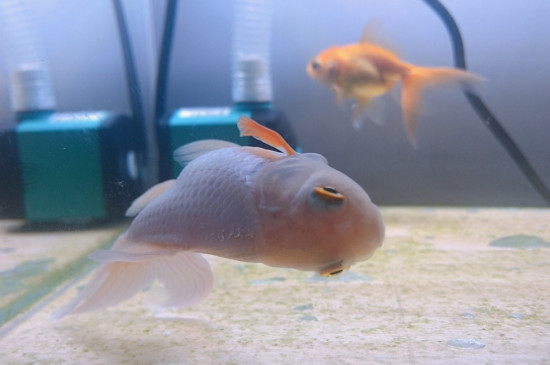 金魚(yú)加熱棒使用方法