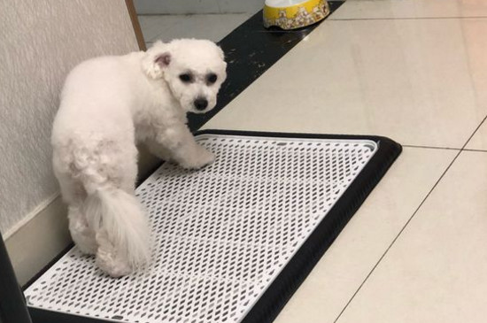 比熊犬難產癥狀