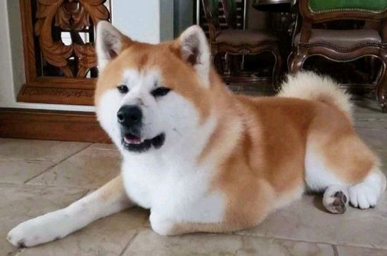 秋田犬為什么禁養(yǎng)