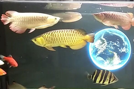 龍魚混養(yǎng)打架需要多久