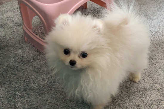 博美記仇嗎
