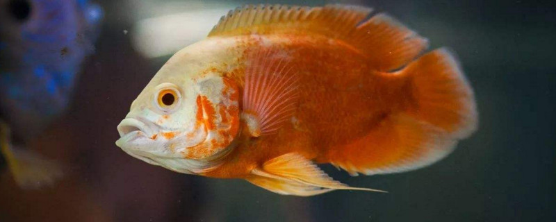 剛買回來(lái)地圖魚怎么養(yǎng)