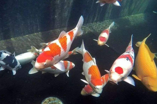 錦鯉魚怎么養(yǎng)