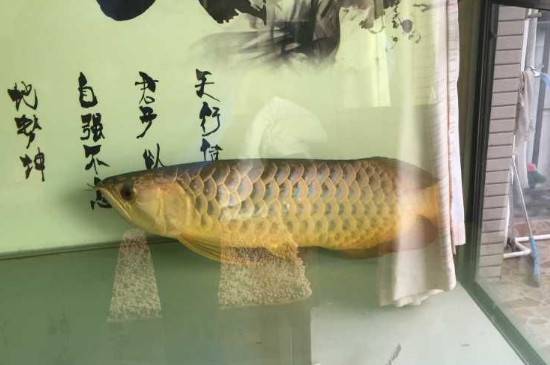 龍魚趴缸見人就起來