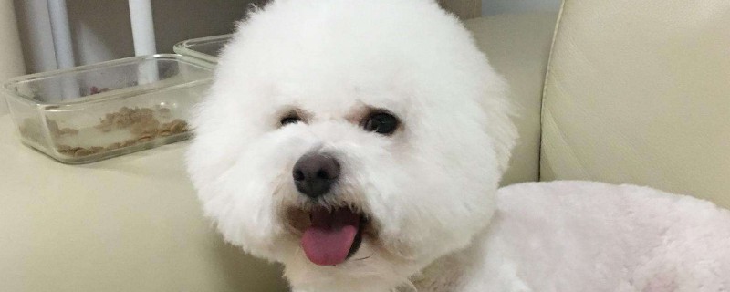 比熊身上長大塊黑斑