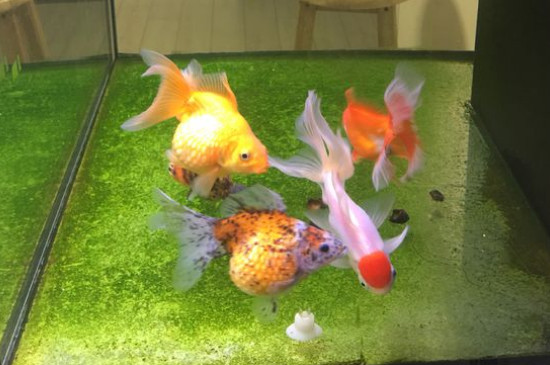 金魚吃什么長得快