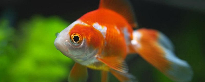 金魚(yú)仰泳是怎么回事