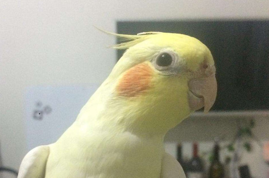 玄鳳雛鳥多久可以斷奶
