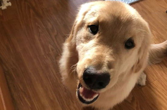 金毛犬性格怎么樣，關(guān)于金毛的脾氣特點(diǎn)介紹