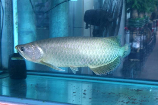 銀龍魚怎么養(yǎng)不死，養(yǎng)銀龍的技巧