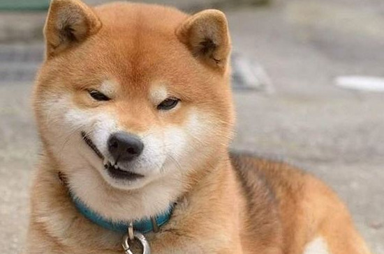 柴犬每天一個(gè)雞蛋黃可不可以