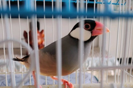 文鳥(niǎo)怕人怎么辦