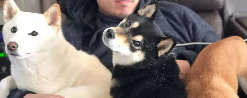 柴犬喜歡主人的表現(xiàn)