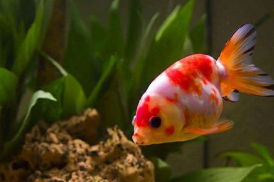 錦鯉魚缸水發(fā)黃的解決辦法