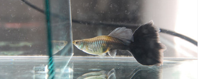 孔雀魚換水后上下亂竄