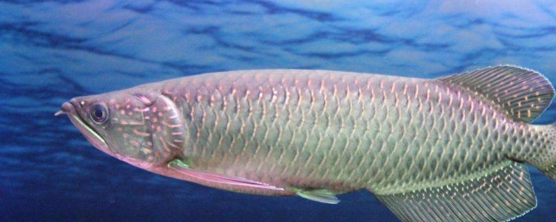 銀龍魚水溫30度要緊不