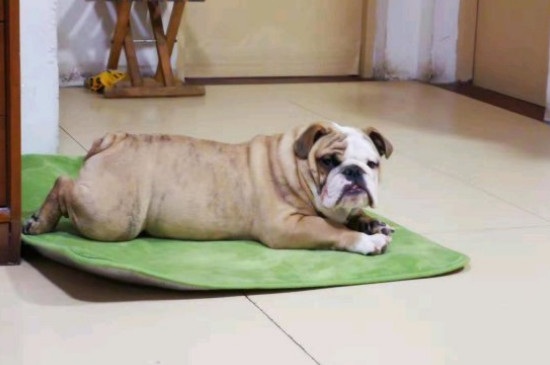 古牧犬智商排第幾，智商排名第63位