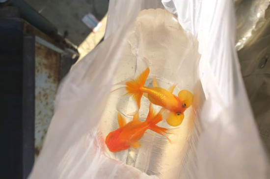 金魚(yú)身上有白色霜狀